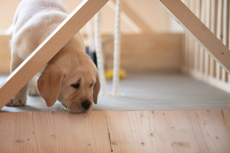 Labrador Welpen E Wurf (22)