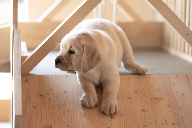 Labrador Welpen E Wurf (23)