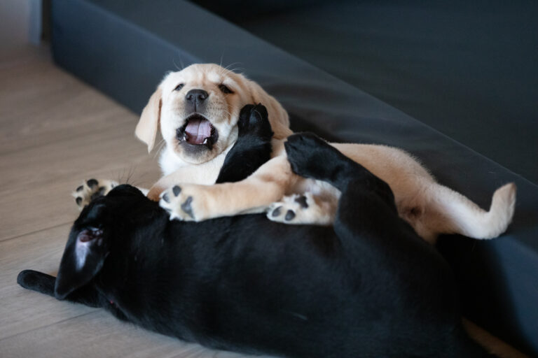 Labrador Welpen E Wurf (25)