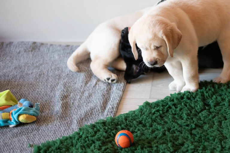 Labrador Welpen E Wurf (26)