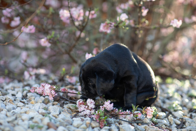 Labrador Welpen E Wurf (27)