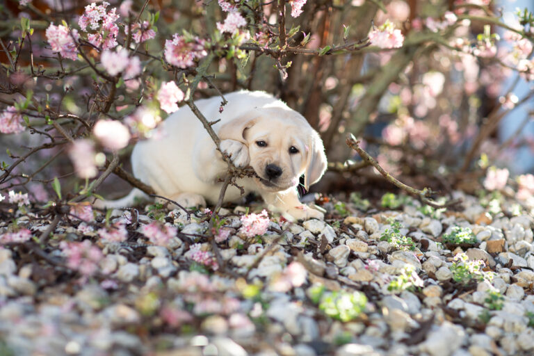 Labrador Welpen E Wurf (29)