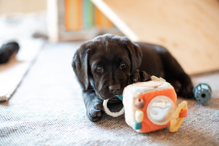 Labrador Welpen E Wurf (3)