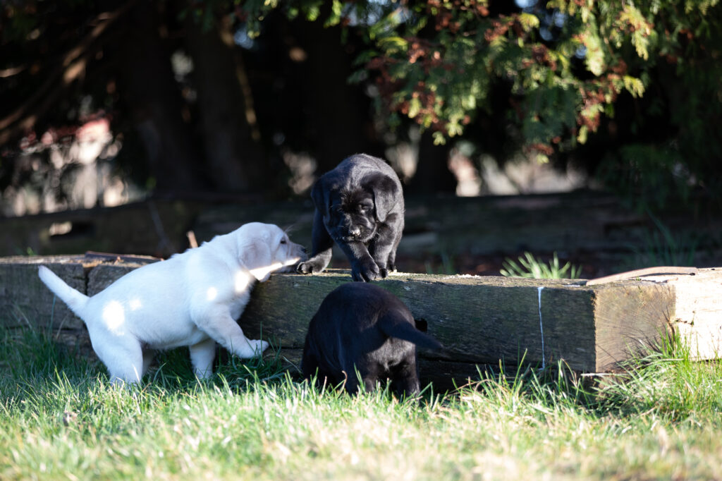 Labrador Welpen E Wurf (30)