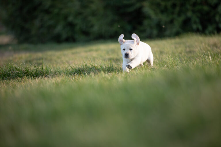 Labrador Welpen E Wurf (31)