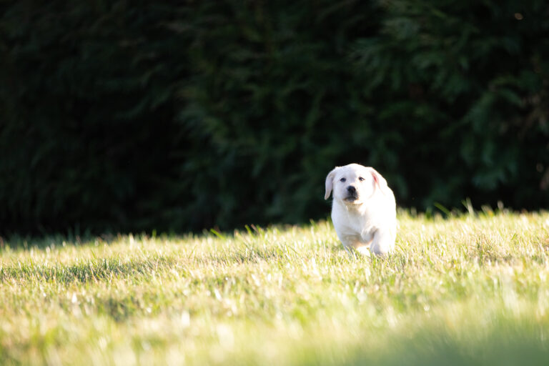 Labrador Welpen E Wurf (33)