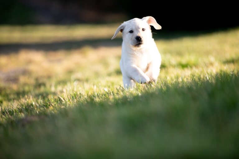 Labrador Welpen E Wurf (34)