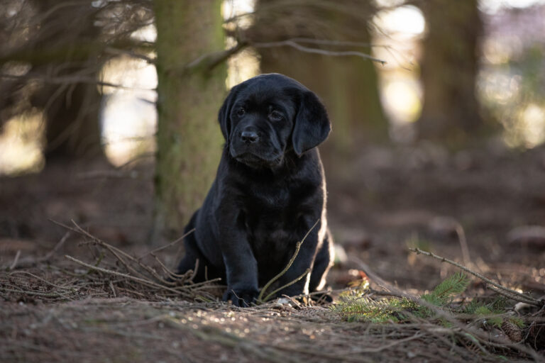 Labrador Welpen E Wurf (37)