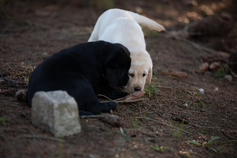 Labrador Welpen E Wurf (39)
