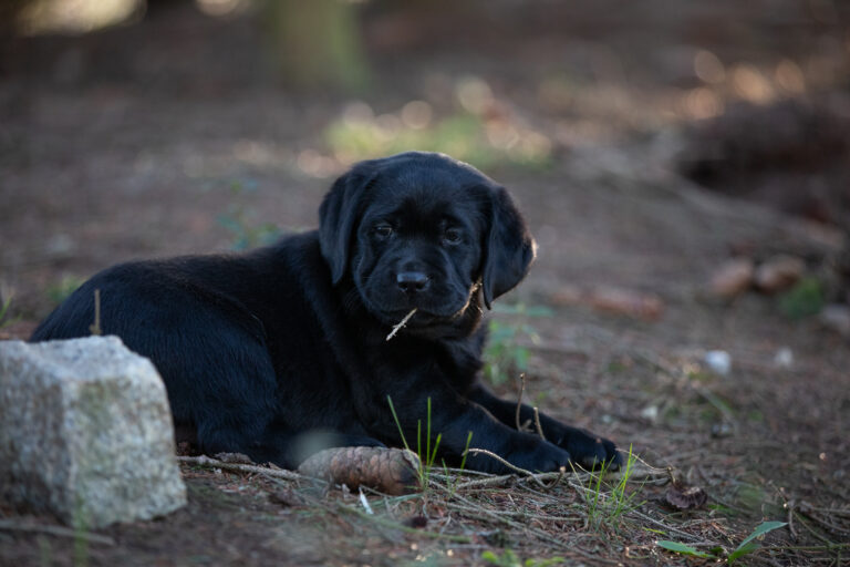Labrador Welpen E Wurf (40)