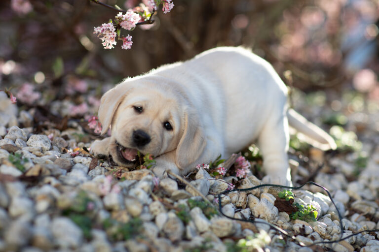 Labrador Welpen E Wurf (42)
