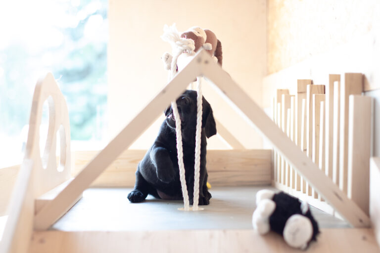 Labrador Welpen E Wurf (5)