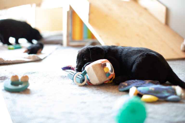 Labrador Welpen E Wurf (6)