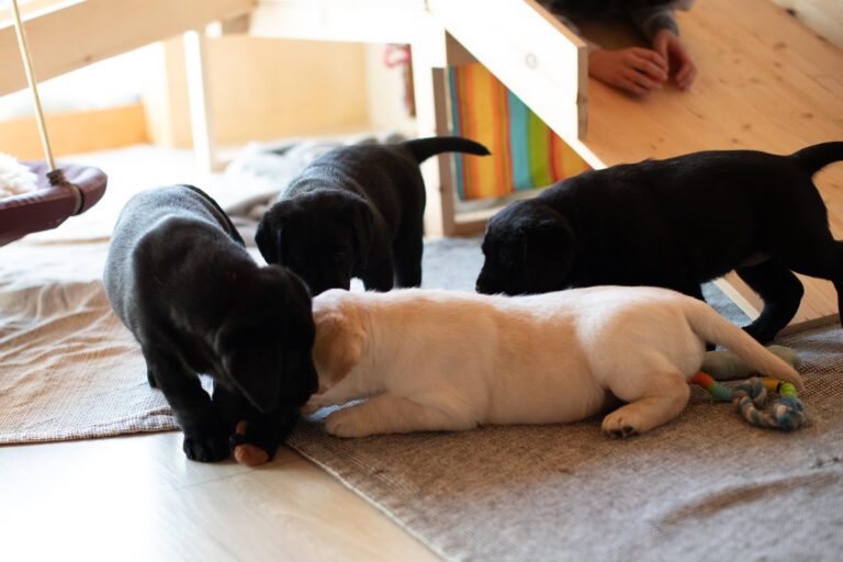 Labrador Welpen E Wurf (9)
