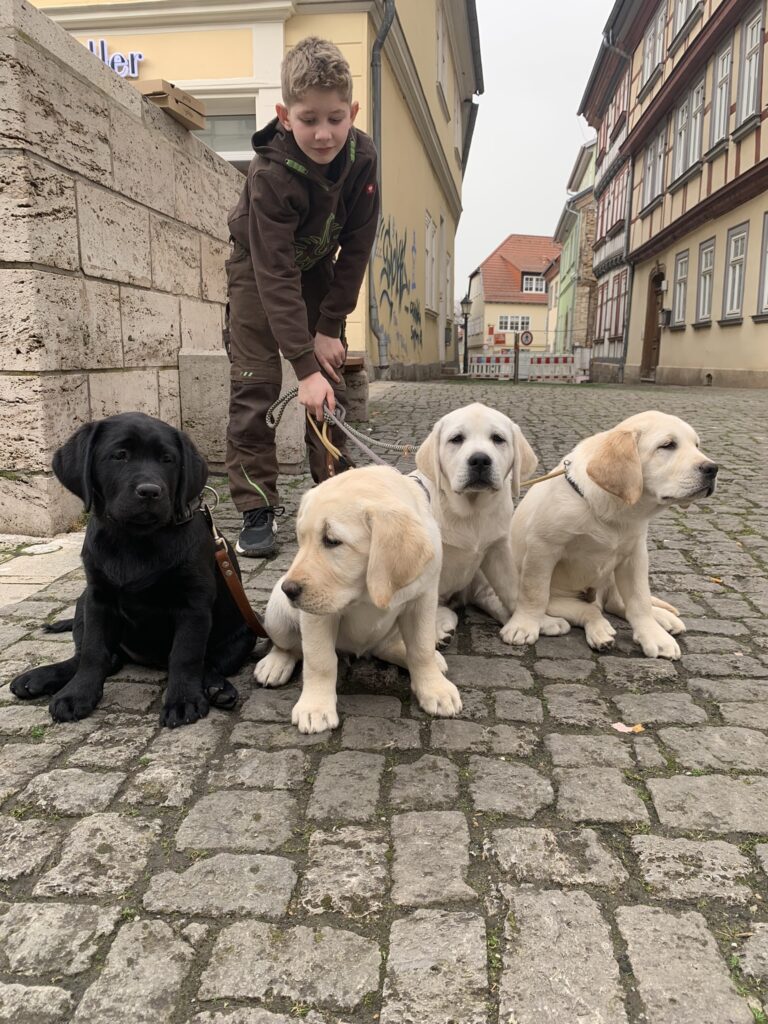 Labrador Welpen Sozialisierung (10)