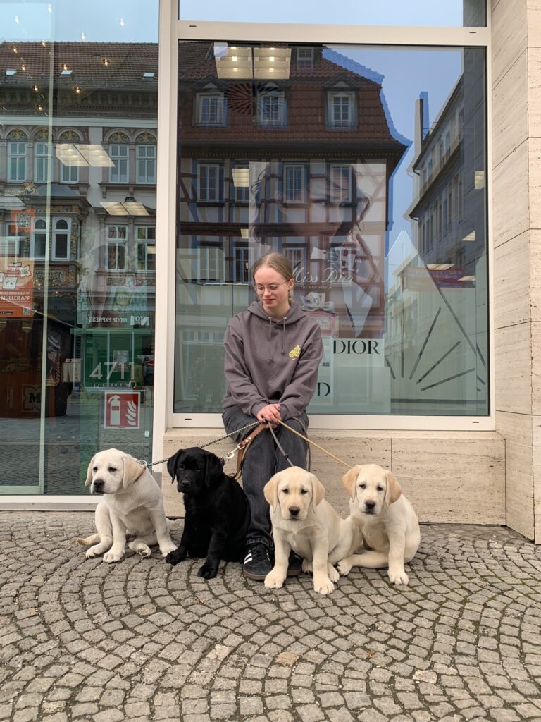 Labrador Welpen Sozialisierung (12)