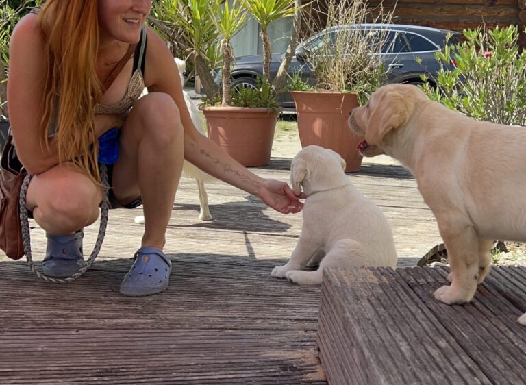 Labrador Welpen Sozialisierung (13)