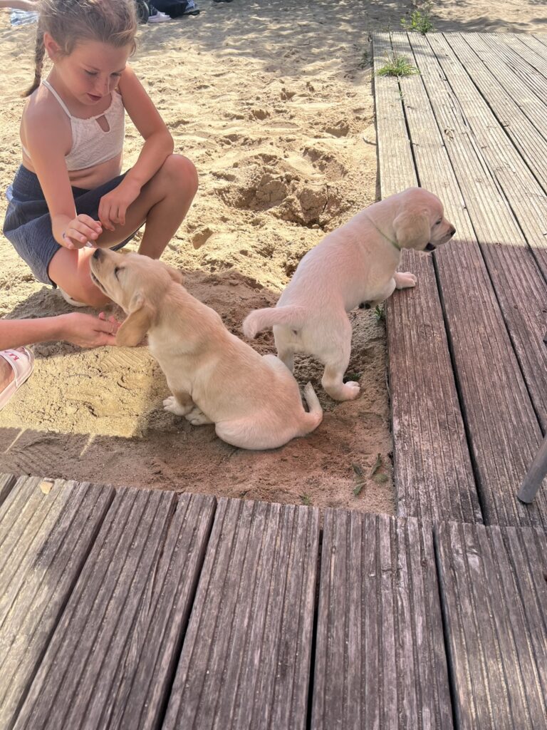 Labrador Welpen Sozialisierung (14)