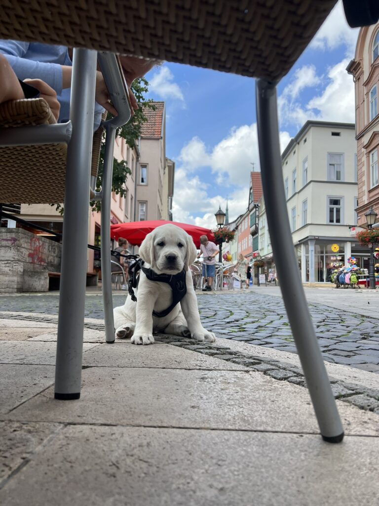 Labrador Welpen Sozialisierung (19)