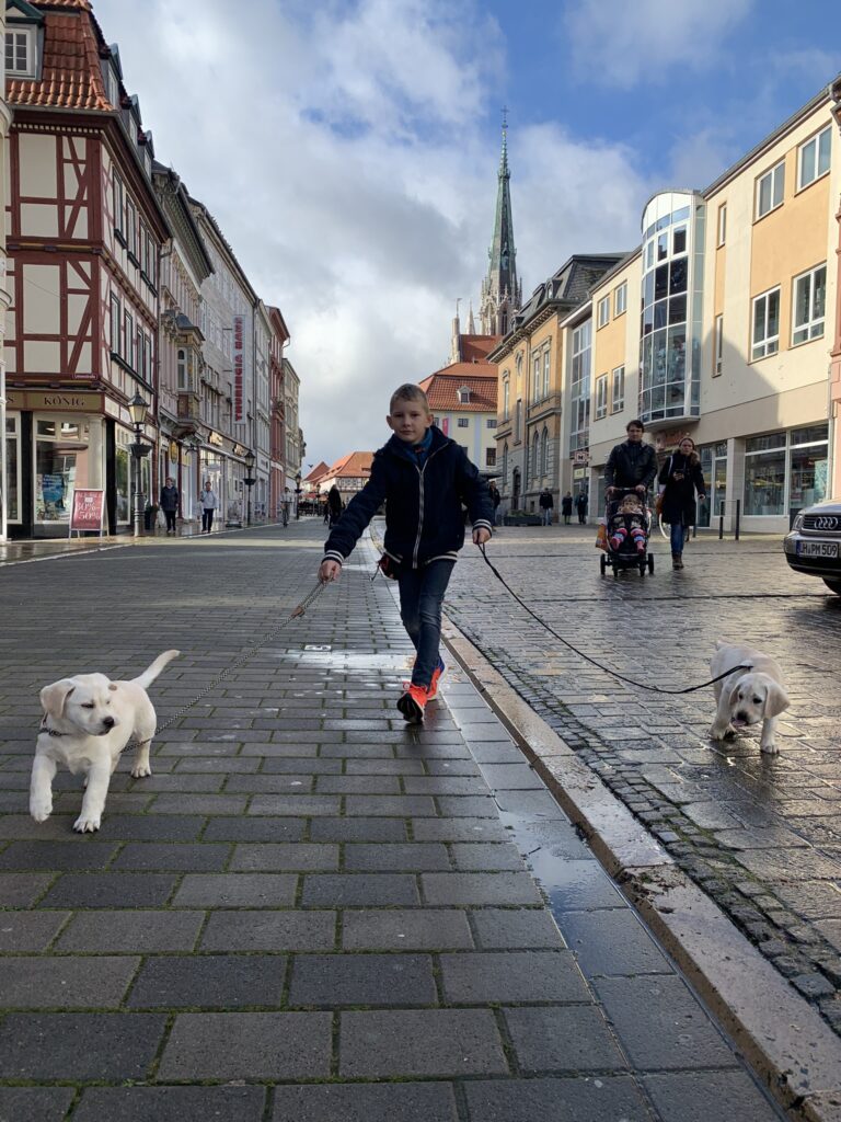 Labrador Welpen Sozialisierung (2)