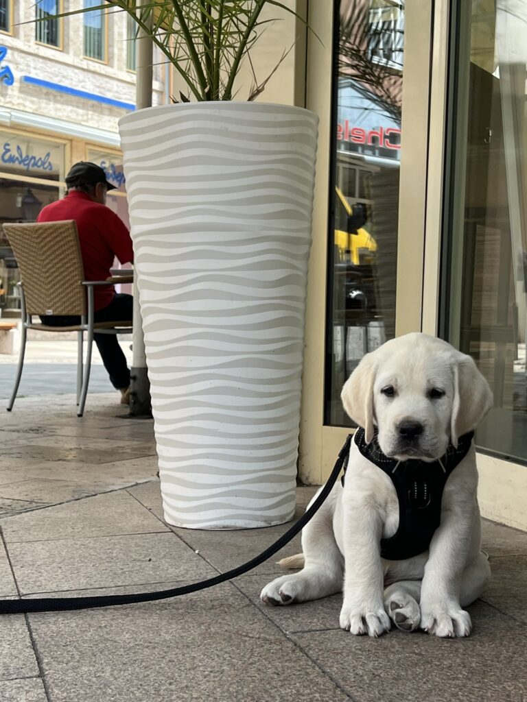 Labrador Welpen Sozialisierung (20)