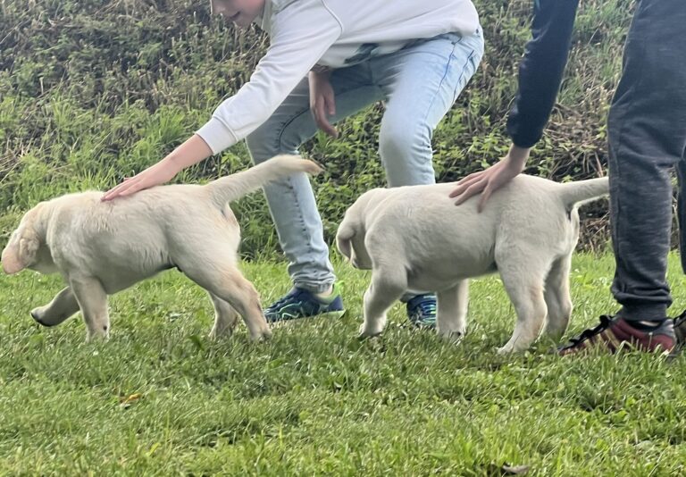 Labrador Welpen Sozialisierung (21)