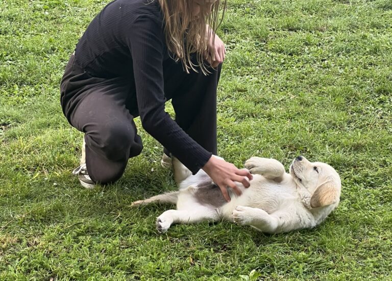 Labrador Welpen Sozialisierung (22)