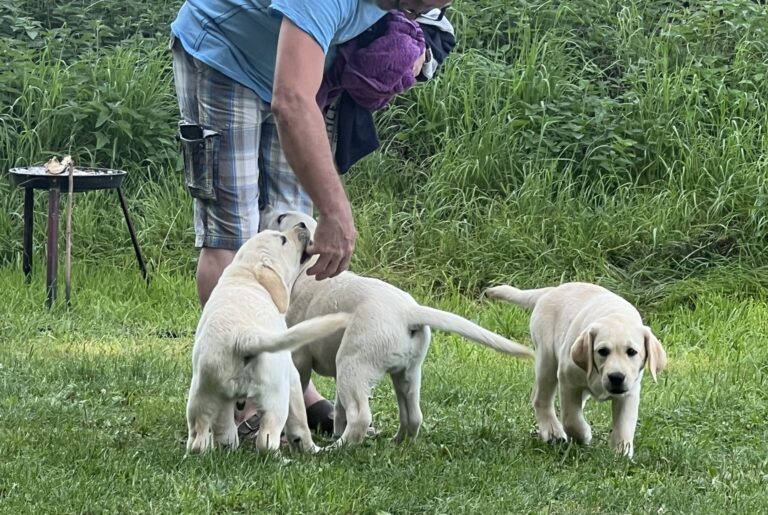 Labrador Welpen Sozialisierung (23)