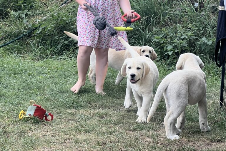 Labrador Welpen Sozialisierung (24)