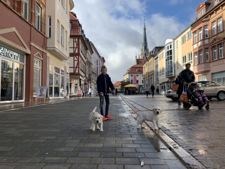 Labrador Welpen Sozialisierung (3)