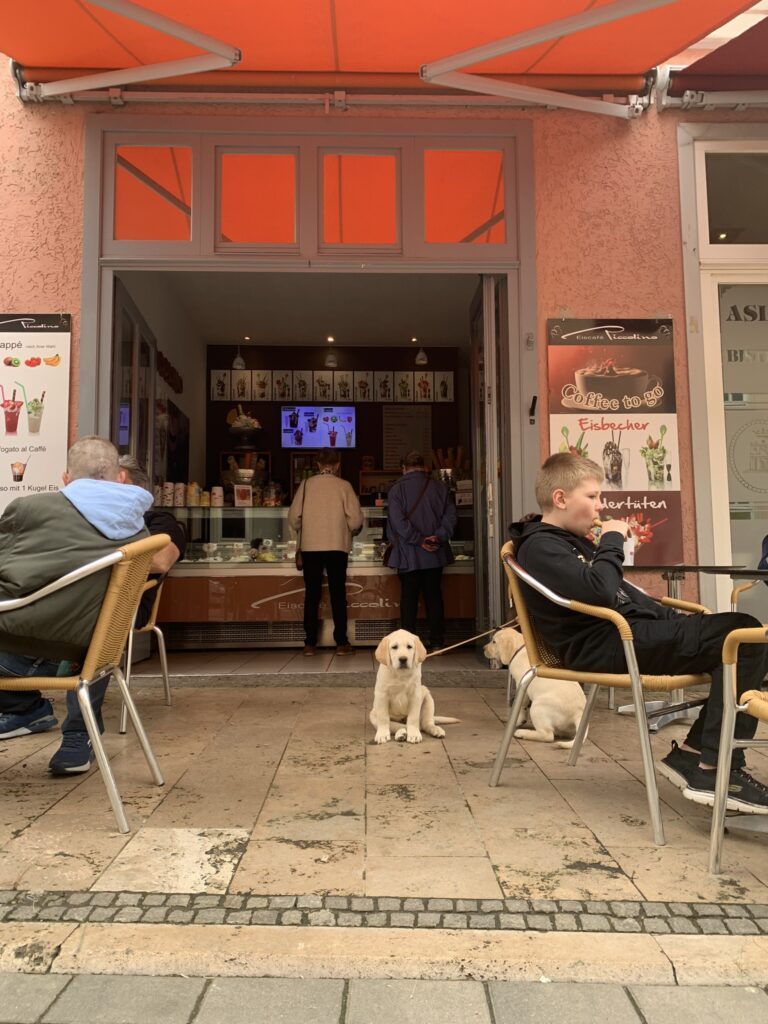 Labrador Welpen Sozialisierung (9)