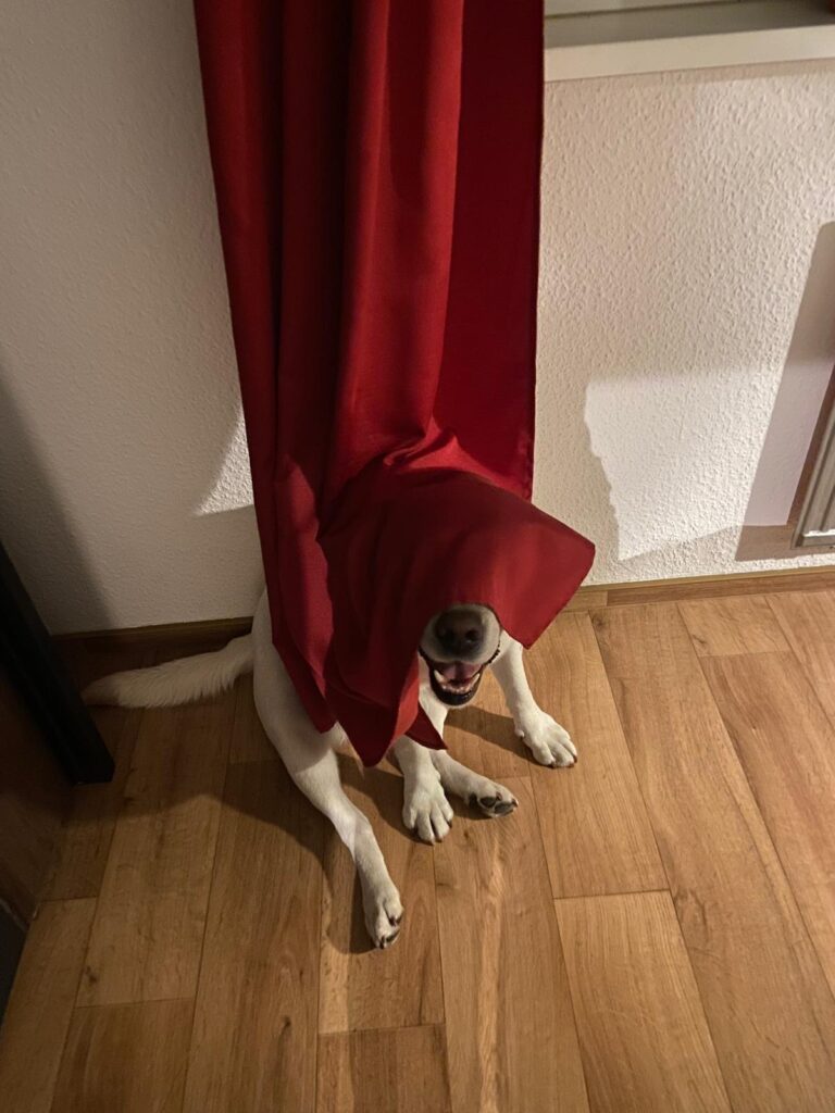 Labrador Zuchthuendin Northern Lights Fantase Blackflowers