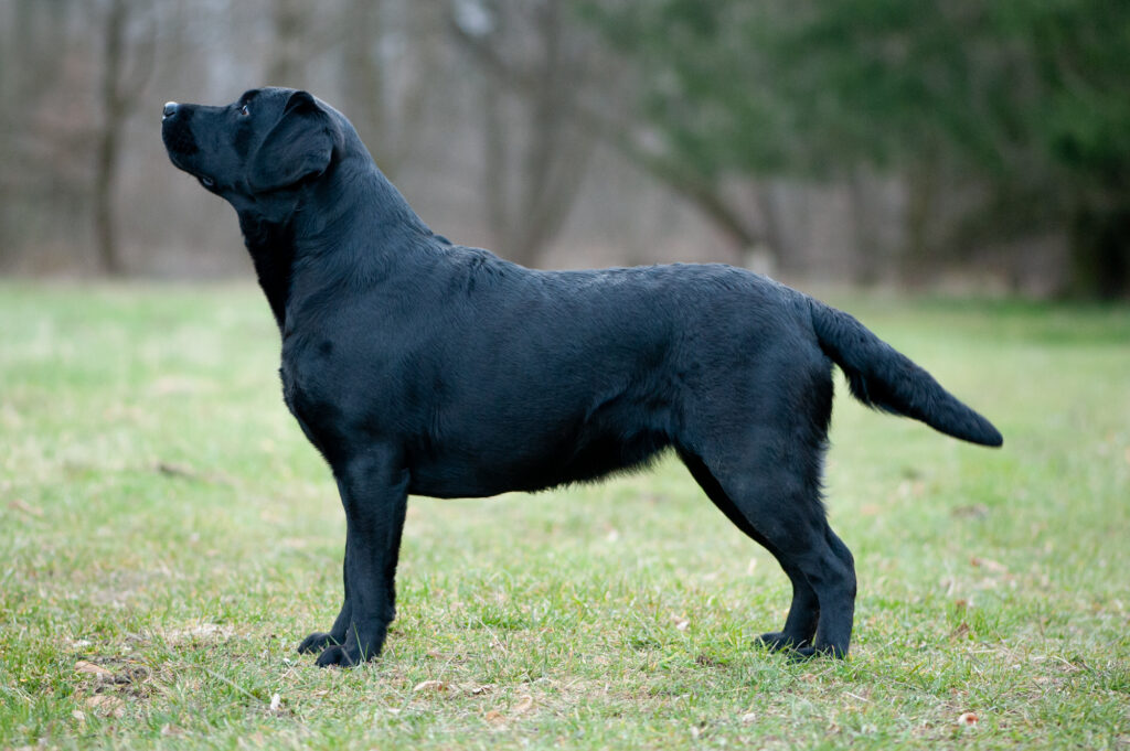 Meyerdogs Ferrari Labrador Retriever 1