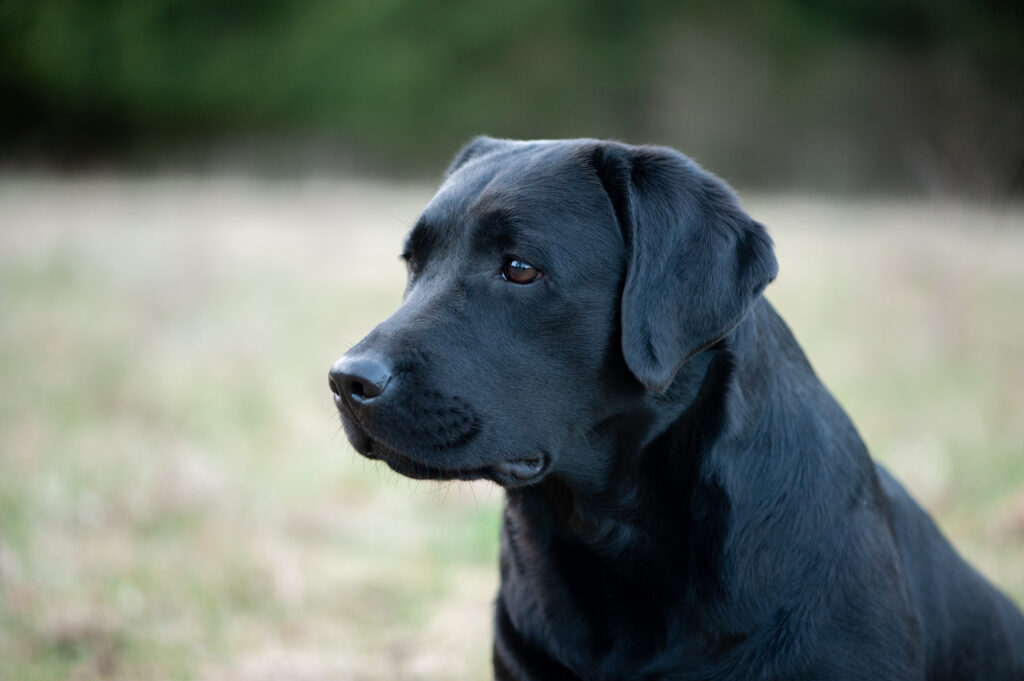 Meyerdogs Ferrari Labrador Retriever Labrador Retriever Erwachsene Labradore zur Abgabe