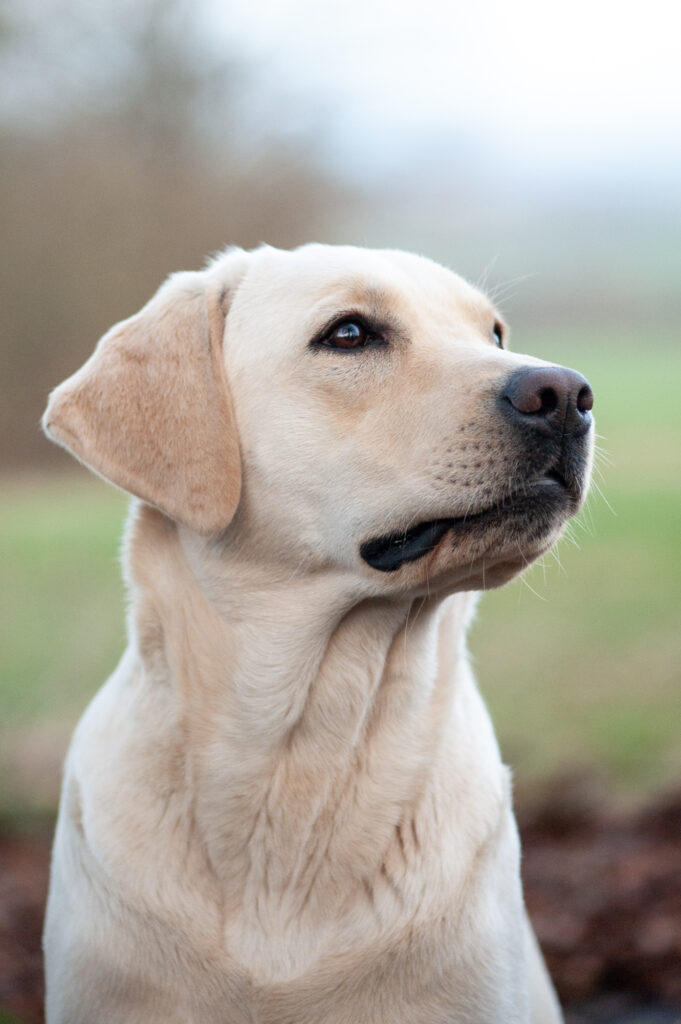 Meyerdogs Fila Labrador Retriever 2 4