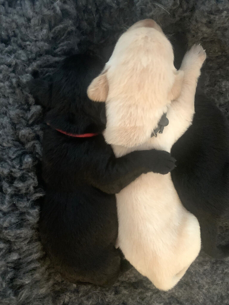 Meyerdogs Labrador Welpen F Wurf 1