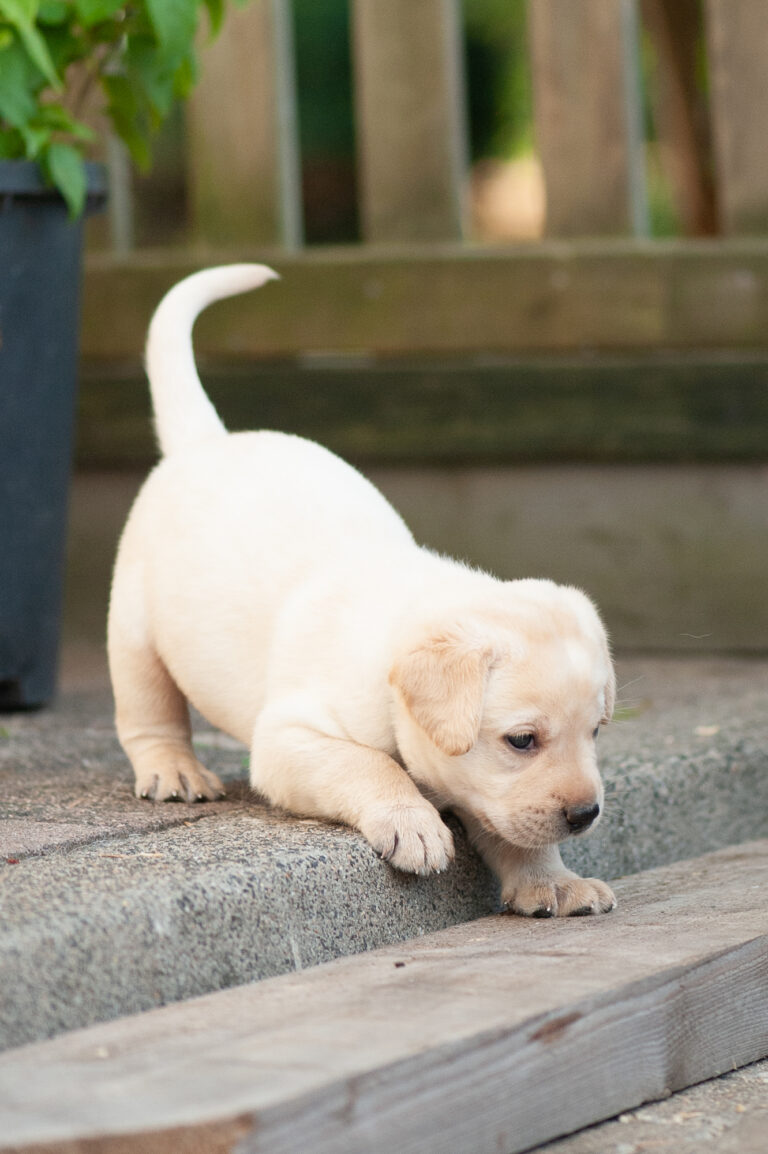 Meyerdogs Labrador Welpen F Wurf 12
