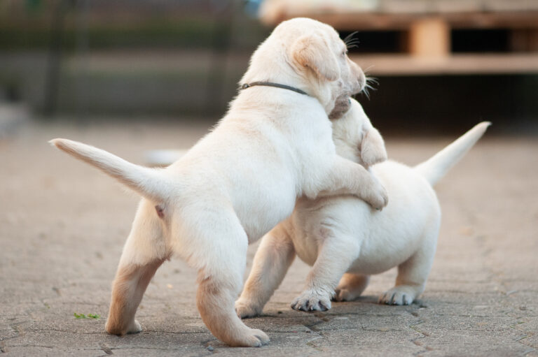 Meyerdogs Labrador Welpen F Wurf 15