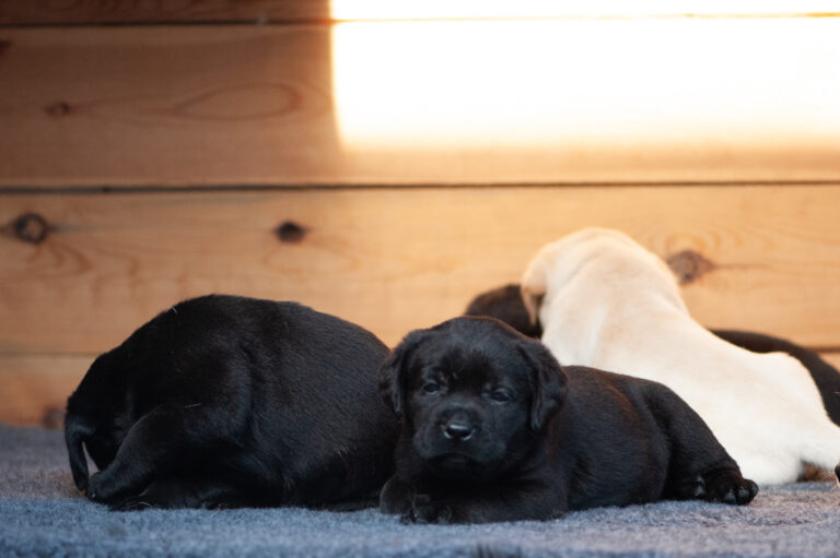 Meyerdogs Labrador Welpen F Wurf 18