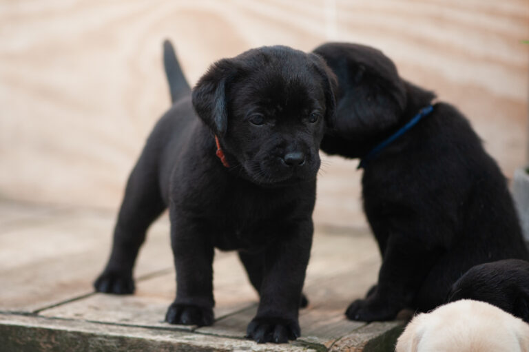 Meyerdogs Labrador Welpen F Wurf 21