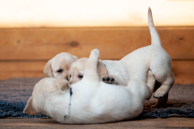 Meyerdogs Labrador Welpen F Wurf 22