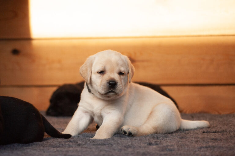 Meyerdogs Labrador Welpen F Wurf 23