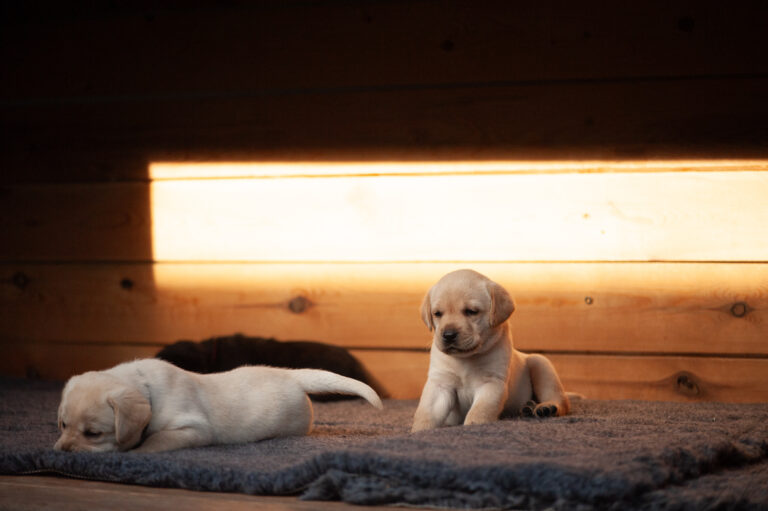 Meyerdogs Labrador Welpen F Wurf 24