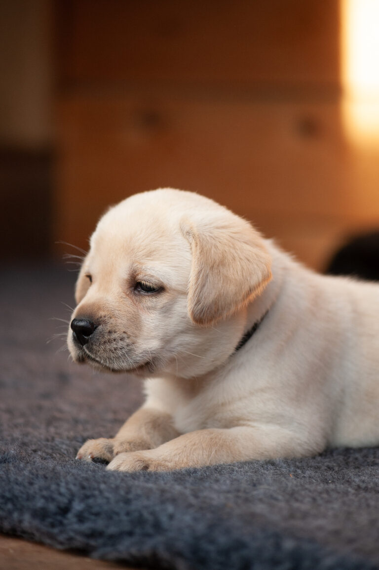 Meyerdogs Labrador Welpen F Wurf 26