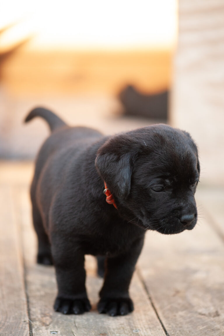 Meyerdogs Labrador Welpen F Wurf 29