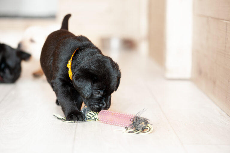 Meyerdogs Labrador Welpen F Wurf 3