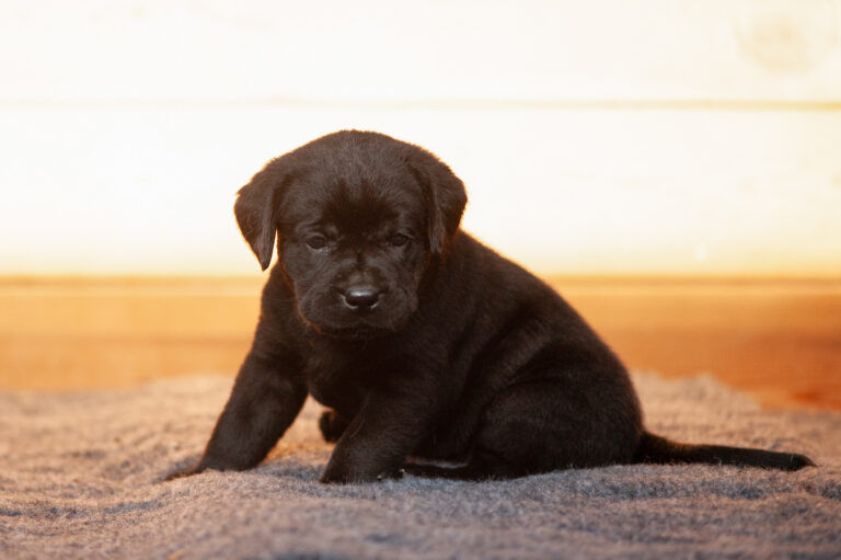 Meyerdogs Labrador Welpen F Wurf 30