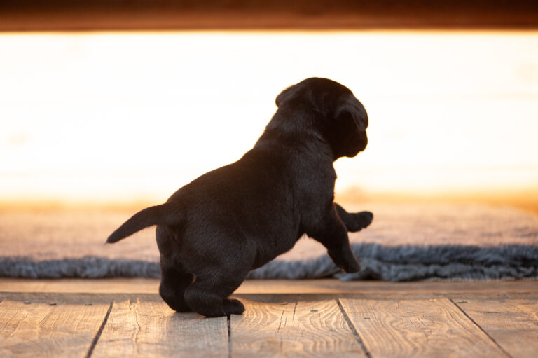 Meyerdogs Labrador Welpen F Wurf 31