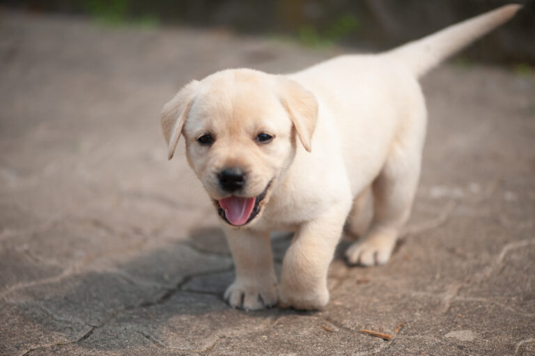 Meyerdogs Labrador Welpen F Wurf 32