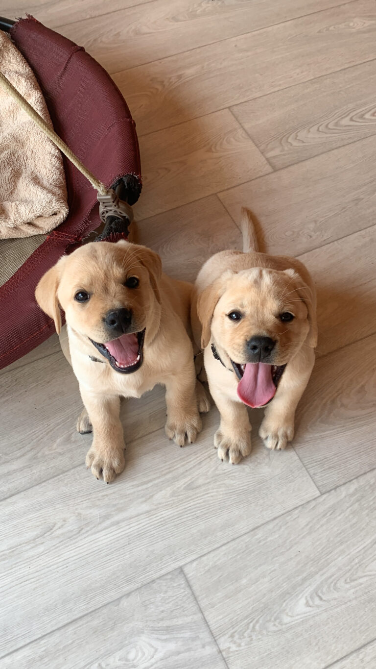 Meyerdogs Labrador Welpen F Wurf 33